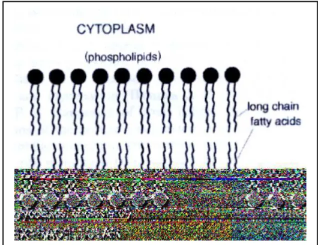 Figura  6:  Organizzazione  del  doppio  strato  lipidico  che,  nella  mielina,  è  composto  da  colesterolo, fosfolipidi e glicolipidi in rapporto  molare  di  circa  4:3:2