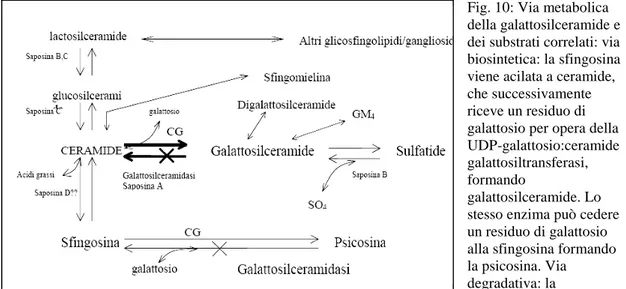 Fig. 10: Via metabolica  della galattosilceramide e  dei substrati correlati: via  biosintetica: la sfingosina  viene acilata a ceramide,  che successivamente  riceve un residuo di  galattosio per opera della  UDP-galattosio:ceramide  galattosiltransferasi