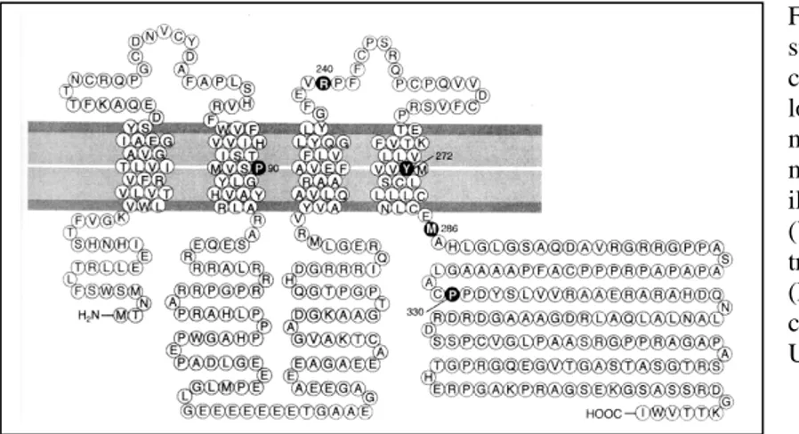 Figura  15:  Domini  strutturali  della  GJA12.  I  circoli in  neretto indicano la  localizzazione  delle  mutazioni