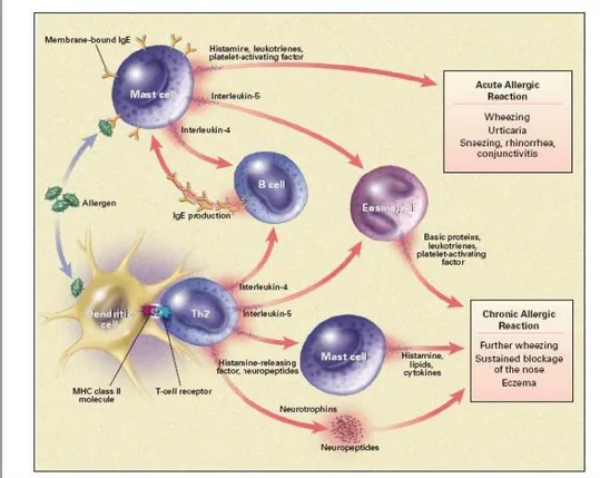 Figure 2. Schematic drawn of immune mechanisms of allergy (from Kay A.B., 2001) 