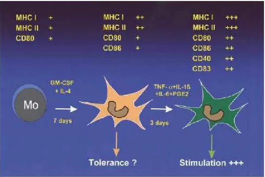Figure 3. Phenotypical and functional alterations of monocyte-derived DCs (from  von Bubnoff D., 2001)