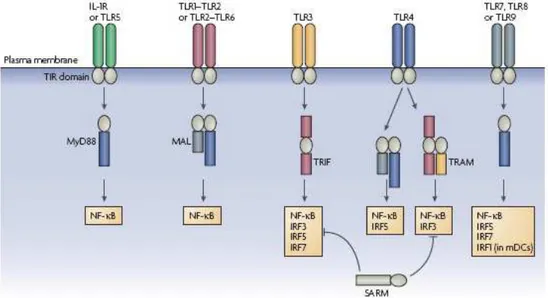 Figure 6. Overview  of transcription-factor activation through TIR-domain-containing  adaptors  for  the  TLR/IL-1R  superfamily