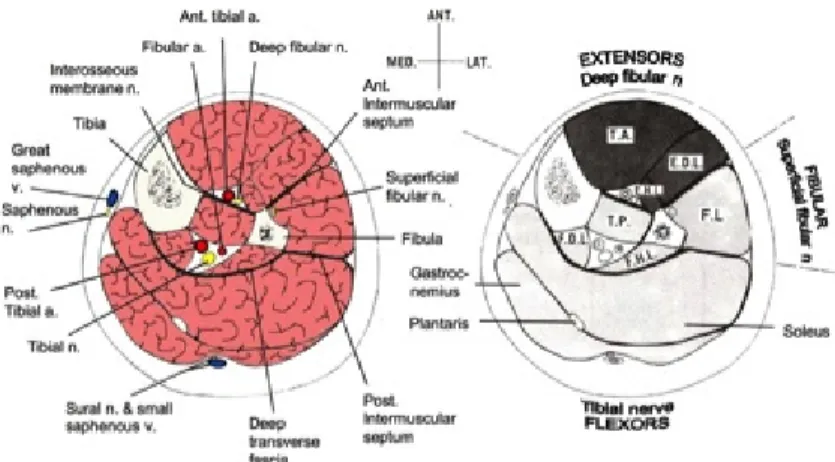 Figure  1.  Cross  section  representation  of  the  leg  showing  anatomical  relationships  between  neuro-vascular  structures  within  each  compartment  (A),  and  the  muscles  included in each compartment (B)