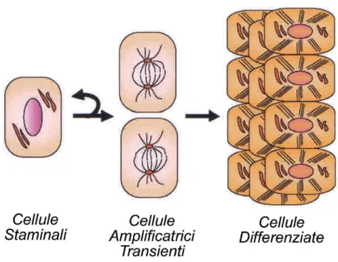 Figura  2.  Ciclo  rigenerativo  delle  cellule  staminali.   Le  cellule  staminali  si  rigenerano e producono anche le cellule amplificatrici transienti, che a loro volta creano una  progenie  che,  durante  il  differenziamento,  si  muove  verso  l’al