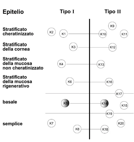 Figura  5.  Appaiamento  specifico  delle  cheratine.   Rappresentazione  schematica  dell’appaiamento  delle  cheratine  di  tipo  I  e  II  nei  diversi  epiteli  umani