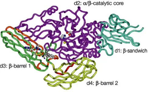 Figura 14.  Struttura terziaria delle transglutaminasi.  I domini d1-d4 sono indicati  sulla struttura cristallina tridimensionale della TGasi 2