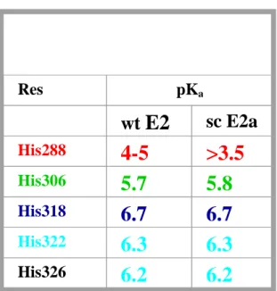 TABLE 2  Res pK a    wt  E2  sc E2a His288 4-5  &gt;3.5 His306 5.7  5.8 His318 6.7  6.7 His322 6.3  6.3 His326 6.2  6.2 HN  7.90 7.80 7.70 7.60258