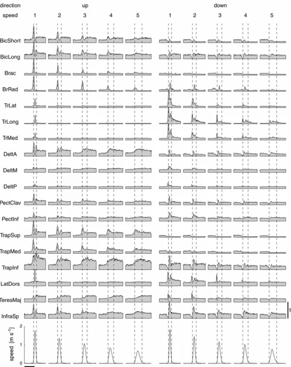 Figura 2: Esempio dell’attività elettromiografica media. Le forme d’onda dell’attività  elettromiografica, filtrate passa-banda (20-450 Hz), rettificata, filtrate passa basso (20 Hz), integrata  (intervallo di 10 ms), e mediate all’interno dei gruppi di ve