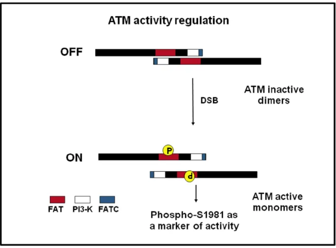 Figura 5. Modello di attivazione di ATM In cellule non danneggiate, la chinasi ATM forma dimeri inattivi,  distribuiti  in  tutto  il  nucleo