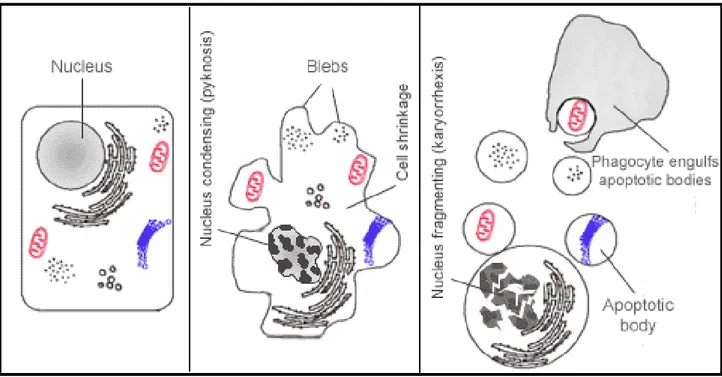 Figura 8. Evoluzione morfologica di una cellula in apoptosi (Nagata S, 2000) 