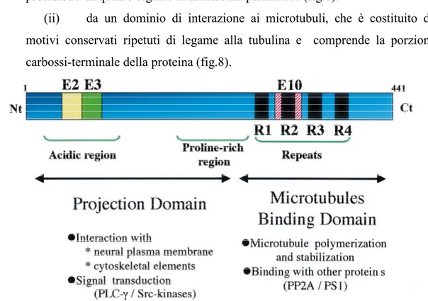 Fig. 8: Rappresentazione schematica dei domini funzionali dell’isoforma umana piu’ lunga