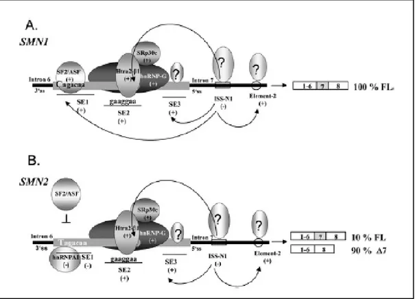 Figura  2.  Regolazione  dello  splicing  dell’esone  7  di  SMN.  L’esone  7  di  SMN1  contiene  una  sequenza  eptamerica (SE1) al 5’ termine riconosciuta da SF2/ASF