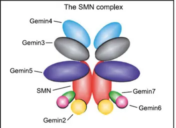 Figura 4. Il complesso di SMN. Rappresentazione schematica del complesso di SMN. Gemin2, 3, 5 e 7 legano  direttamente  SMN,  mentre  Gemin4  e  Gemin6  sono  associate  attraverso  interazioni  con  Gemin2  e  7,  rispettivamente