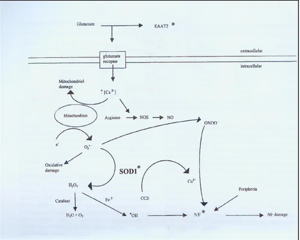 Figura  6.  Meccanismi  implicati  nella  degenerazione  dei  motoneuroni  nella  SLA