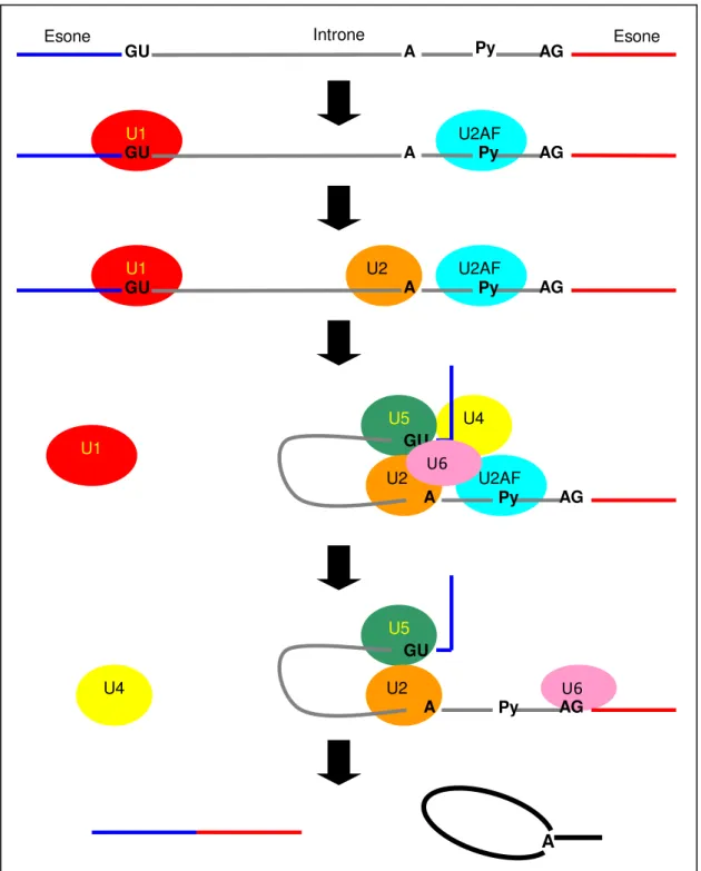 Figura 8 Rappresentazione schematica dell’ assemblaggio dello spliceosoma. Il complesso E si forma  in seguito al legame di U1al sito di splcing 5’ e di U2AF al stratto di polipirimidine