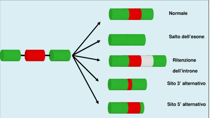 Figura 9 Rappresentazione schematica di alcuni possibili meccanismi di splicing alternativo