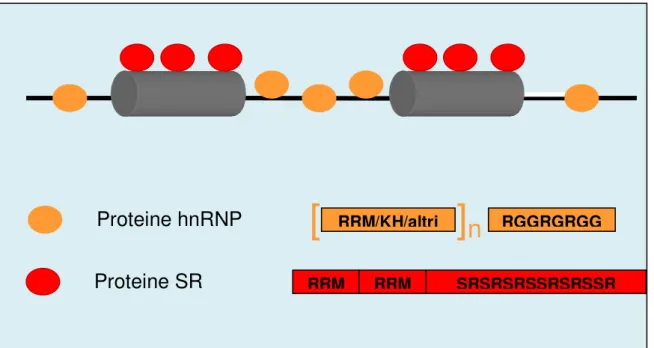 Figura 10 Rappresentazione schematica dei princiali domini strutturali delle proteine della famiglia delle SR e  delle  hnRNP