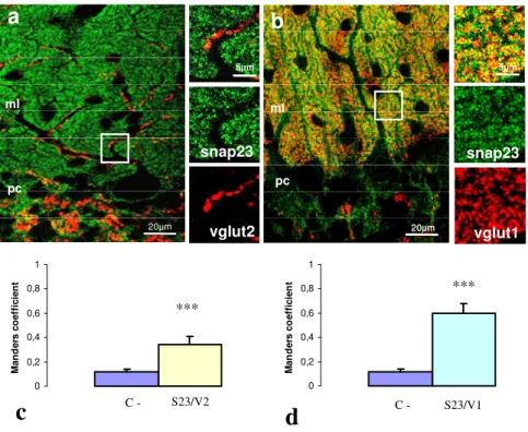 Fig. 4.7  In a, la SNAP-23 (in verde) è lievemente presente nelle terminazioni delle fibre rampicanti  marcate  selettivamente  con  VGluT2  (in  rosso);  in  b,  le  terminazioni  delle  fibre  parallele  marcate  con 