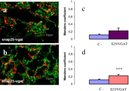Fig.  4.10     In  a  e  in  b,    espressione  della  SNAP-25  e  della  SNAP-23  (in  verde)  nelle  terminazioni  GABAergiche  marcate selettivamente con il VGAT (in rosso)