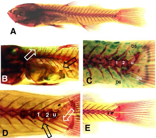 Fig. 2. Examples of some skeletal anomalies in C. labrosus. (A) Young-of-the year without anomalies