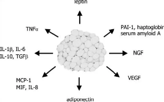 Figura 1.1 Adipokine correlate all’infiammazione e alla risposta immunitaria (Biochemical Society Transactions (2005) Volume 33, part 5,1079)