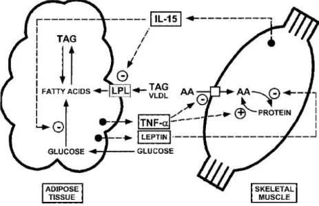 Figura 1.3 Modello che propone la regolazione reciproca tra tessuto adiposo e tessuto muscolare