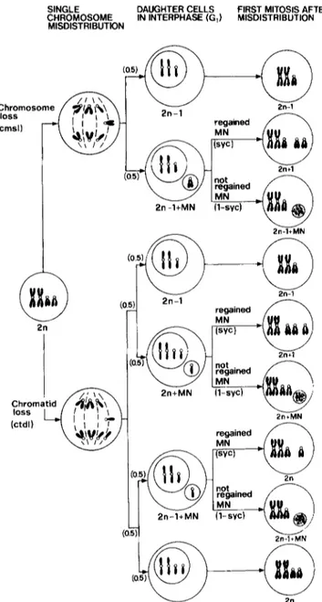 Fig. 1. Scheme for indirect mitotic nondisjunction by the reintegra-  tion  into  the  main  nucleus  of a  whole chromosome or  chromatid 