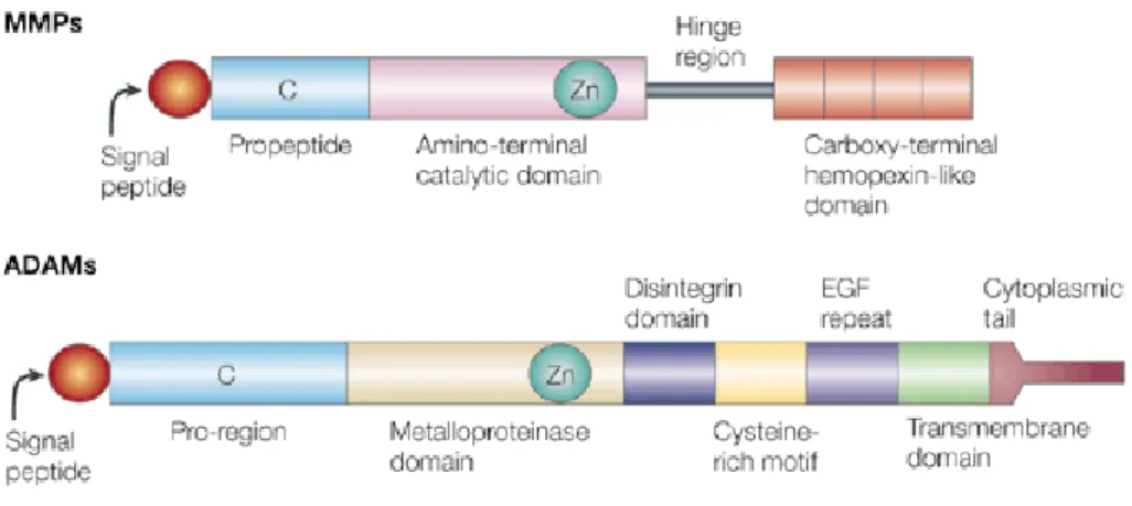 Fig .16/ Rappresentazione dei domini funzionali delle proteine MMP e ADAM. Alcune  ADAM non posseggono un sito di legame allo zinco (Zn) attivo, mentre altre ADAM nella  loro forma matura non mantengono il dominio metalloproteasico