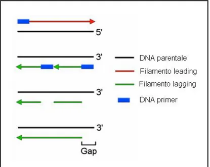 Figura 4: Schema della replicazione del DNA. Poichè la replicazione del DNA è bidirezionale ed inizia  da un primer ad opera di una DNA polimerasi unidirezionale, ciascun ciclo di replicazione del DNA  lascia 50-200 pb di DNA non replicate all’ estremità d