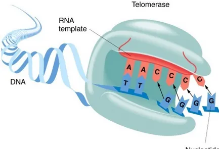 Figura 6: Rappresentazione schematica della telomerasi e della sua componente ad RNA.  