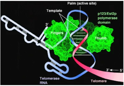 Figura 7: Schema della struttura della telomerasi. Si possono osservare il sito attivo dell’enzima, che  forma una tasca entro la quale avviene la reazione di trascrizione inversa, l’RNA telomerico che  funziona da stampo per la sintesi del DNA telomerico,