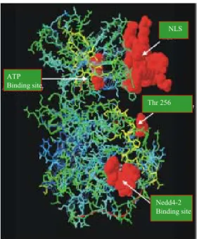 Figura 10: Struttura tridimensionale di SGK. In evidenza vi sono la sequenza di localizzazione  nucleare (NLS), il sito di fosforilazione (treonina 256) nel dominio catalitico, il sito di legame con  l’ATP e il sito di ubiquitinazione.