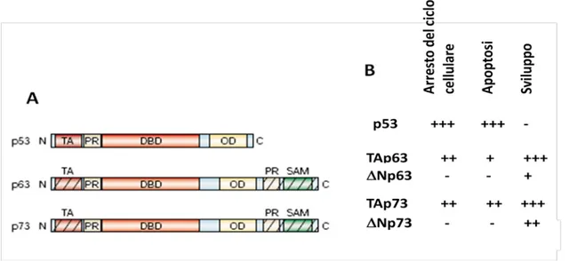 Figura 1: I membri della famiglia di p53. a)  p53,  p63  e  p73  mostrano una comune struttura  altamente conservata costituita da un dominio di transattivazione (TA) posto all’estremità N-terminale  seguito da una dominio ricco in proline (PR), da un domi