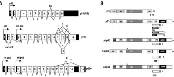 Figura 2: Architettura genica dei membri della famiglia di p53.  A) p53 esiste nelle due  varianti di splicing: p53 NS (normal splice) e p53 AS (alternative splice)