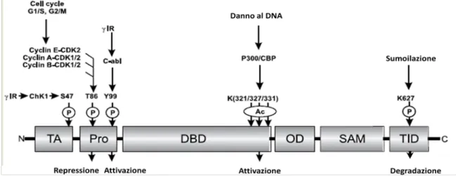 Figura 4: Modificazioni post-traduzionali della proteina p73. La fosforilazione dei residui  S47 e Y99, causata da irradiazione γ, determina un’attivazione di p73