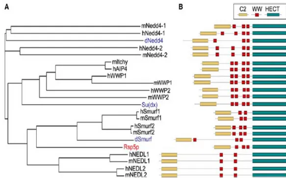 Figura 8: Relazione filogenetica tra i membri della famiglia delle E3 C2-WW-HECT.  A)  Ortologhi di Nedd4 sono stati identificati in lievito (rosso), in Drosophila (blu) in topo e nell’uomo (nero)