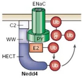 Figura 9:  E3 HECT: Nedd4 Nedd4 è il prototipo strutturale delle C2-WW-HECT  ligasi. E’ 