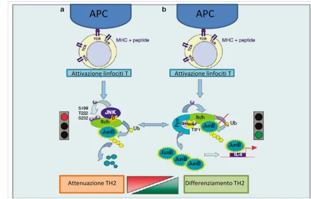Figura 10: Regolazione della produzione delle cellule T H 2 Itch-dipendente. La stimolazione  delle cellule T ha inizio in seguito all’attivazione della cascata JNK/MAPK e culmina nella degradazione  di JunB ad opera dell’ubiquitinazione Itch-mediata