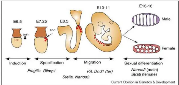 Figure 3. Schematic representation of germ cell development in the mouse embryo. The stages of mouse  germ cell development and major genes involved in each process are indicated