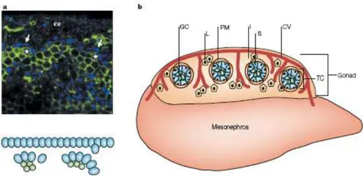 Figure  4.  Compartmentalization  of  the  testis.  a  At  the  earliest  stages  of  testis  organogenesis  (11.75–12.0  days post coitum(dpc), Sertoli cells (stained with SF1 antibody; blue) polarize and begin to aggregate around  clusters  of  primordia