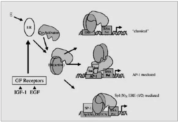 Figure 6. Mechanism of ER mediated transcription ER-mediated transcription is initiated following E2 binding  or  ligand-indipendent  activation  resulting  from  growth  factor  receptor  pathway  signalling  and  cross-talk  with  ER