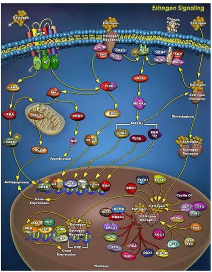 Figure 7.  Signaling by estrogens mediated by a complex interface of direct control of gene expression  (genomic action) and by regulation of cell signalling/phosphorylation (non genomic action)