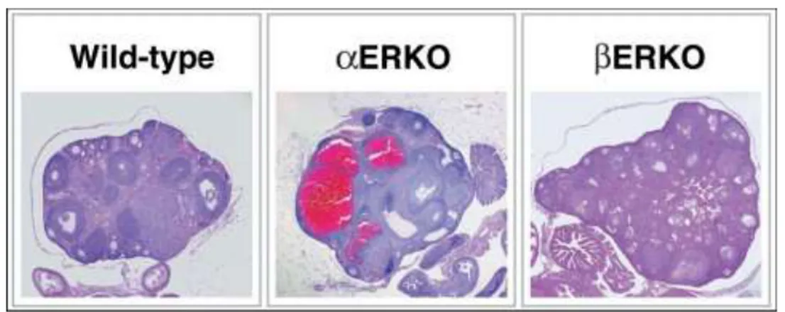 Figure  9.  Ovarian  pathology  of  the  ERKO  mice.  Histological  analysis  of  the  wildtype  ovary  shows  normal  follicular  development  and  indications  of  ovulation