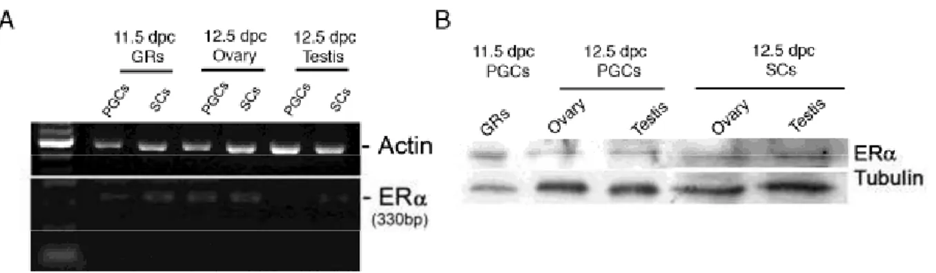 Figure 1. ER  expression in PGCs and gonadal somatic cells (SCs). A RT-PCR analyses of  ER  transcripts in PGCs and SCs obtained from 11.5 dpc gonadal ridges (GRs) and 12.5 dpc  ovaries and testes