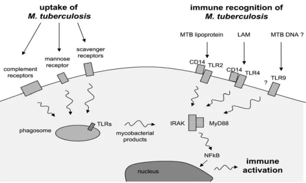 Fig 1.8: Recettori coinvolti nel riconoscimento di M. tuberculosis (vanCrevel R. et al., 2002) 