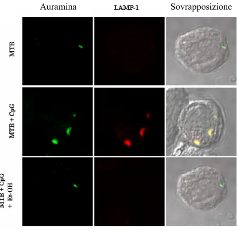 Figura 3.4: MTB co-localizza con fagosomi LAMP-1 positivi dopo la stimolazione con CpG