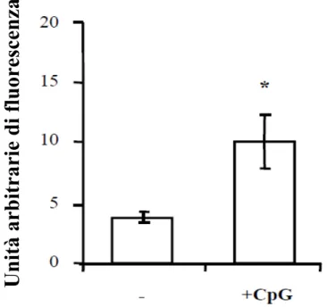 Figura 3.6: CpG induce l’attività della PLD nelle A549. L’attività della PLD è stata monitorata  attraverso “Amplex Red Phospholipase D detection Kit” su cellule A549 stimolate o meno con CpG  per 30 minuti