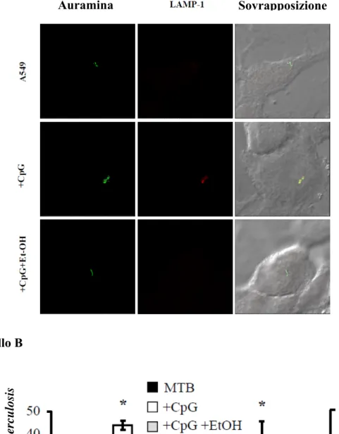 Figura 3.7: CpG promuove la maturazione dell’endolisosoma in cellule A549 infettate con MTB