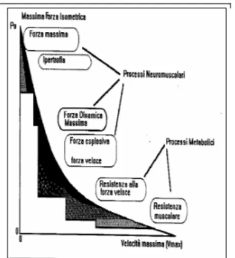 Fig. 2 Relazione forza-velocità e classificazione biologica delle   varie espressioni di forza (Bosco, 1997) 