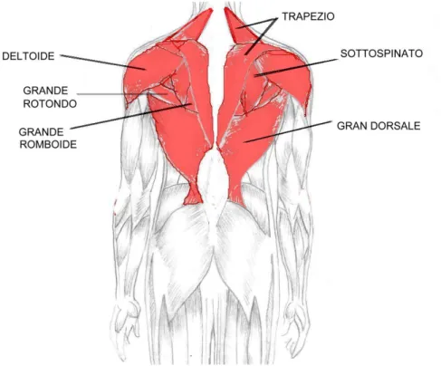 Fig. 4: muscoli dorsali 